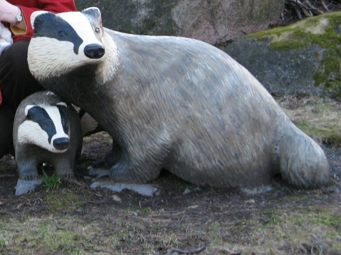 Mäyrä takaisin Mäyräpuistoon