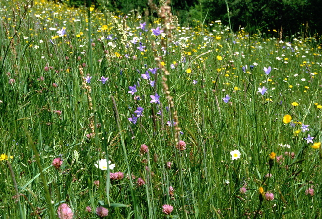 Kaupunkiniitty Savelaan