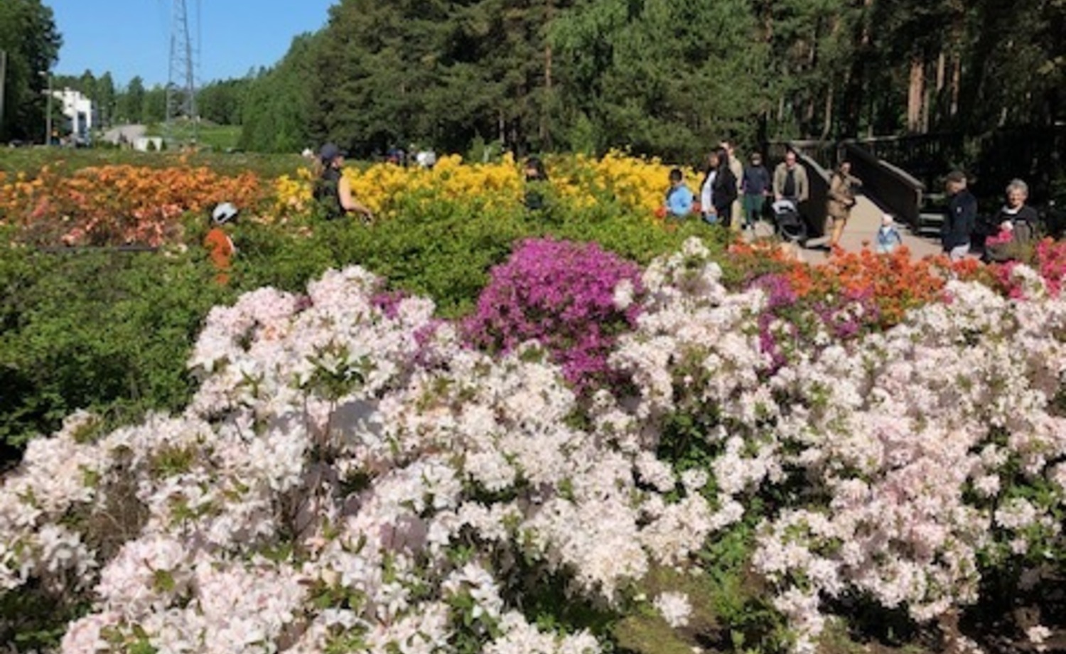 Haagan rhodopuisto keväällä 2020