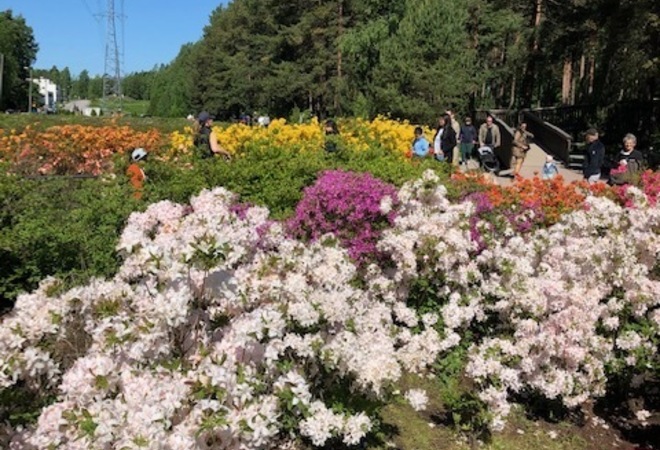 Rhodopuisto Oulunkylän Kotoniitynpuistoon