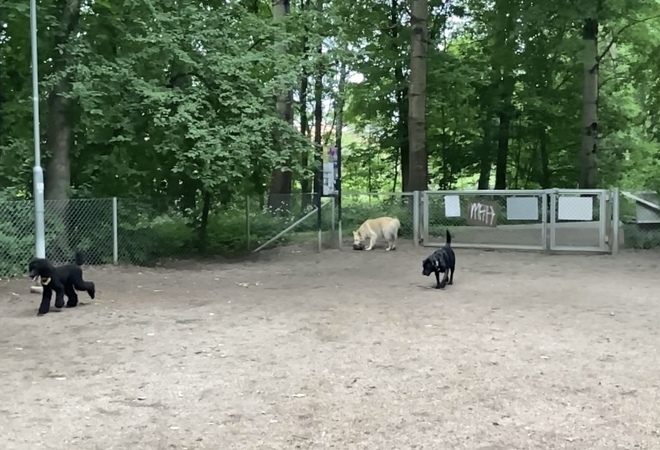 Kumpulanlaakson koirapuiston kunnostus