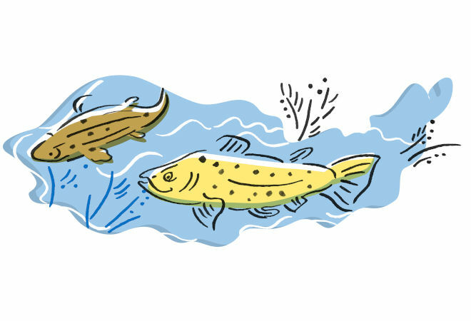 Cleaning Töölö Bay and installing a fountain