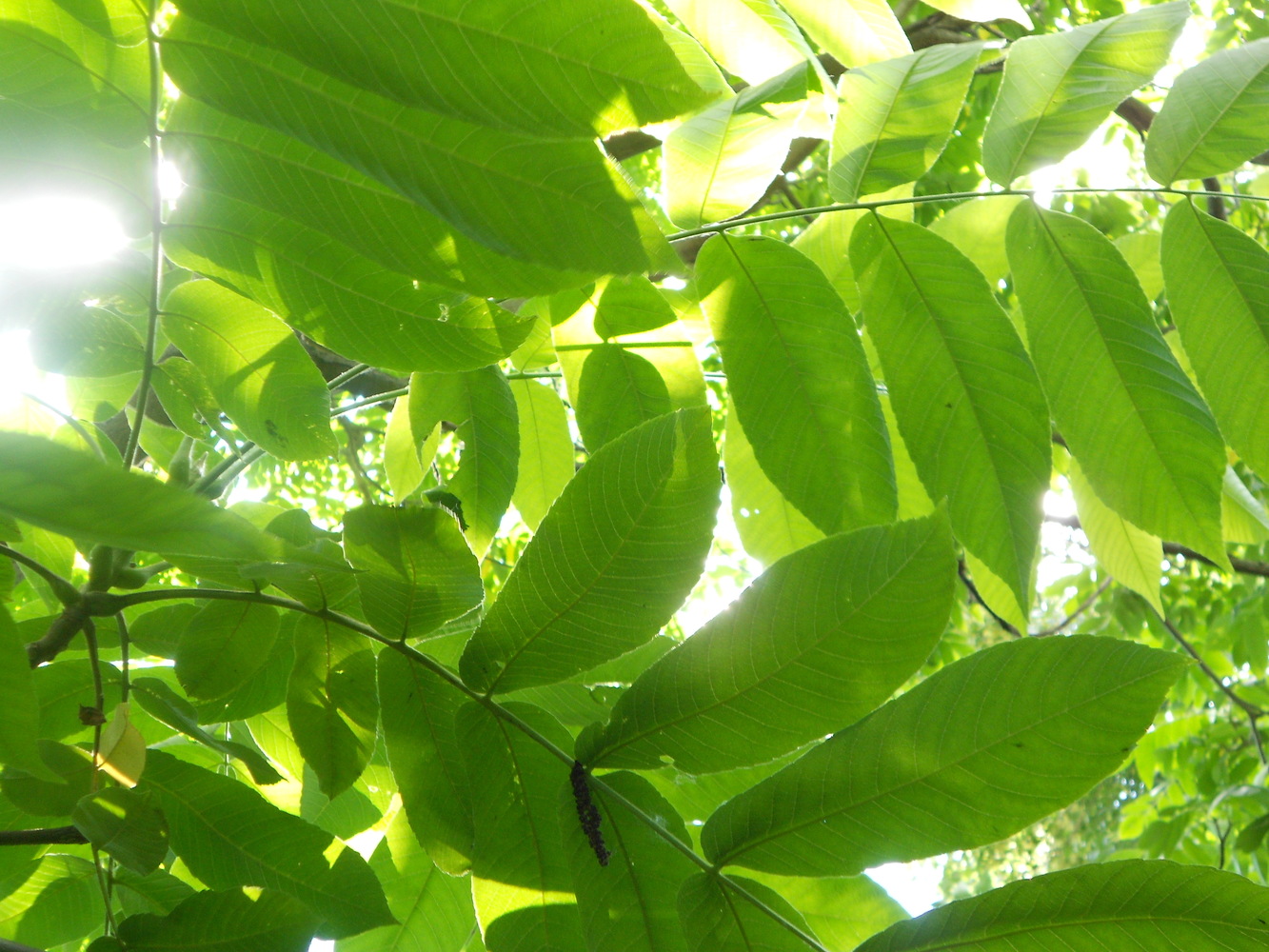 Uutelan alueen päivitys