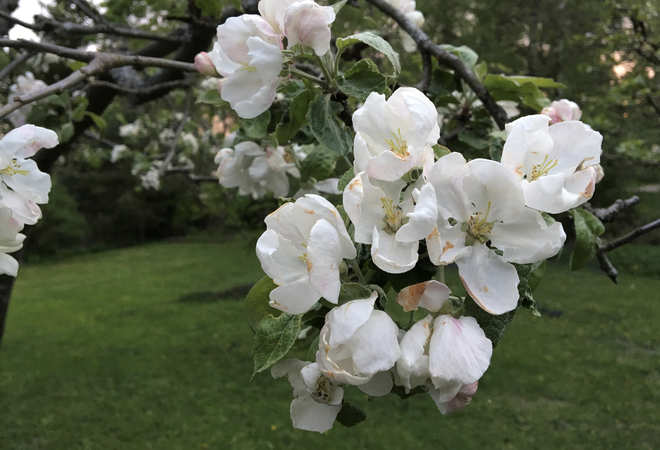 Syötäviä ja havuistutuksia
