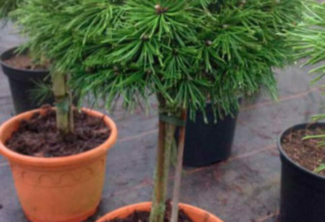 Vihreyttä kaupunkiin