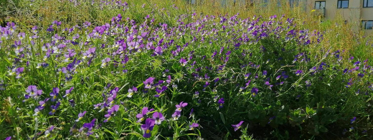 Kuusikallion (Mannerheimintie-Kuusitie-Pihlajatie) maisemointi alueen kallioluontoa ja arkkitehtuuria kunnioittaen