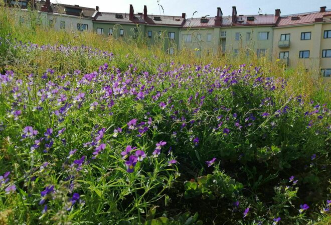 Kuusikallion (Mannerheimintie-Kuusitie-Pihlajatie) maisemointi alueen kallioluontoa ja arkkitehtuuria kunnioittaen