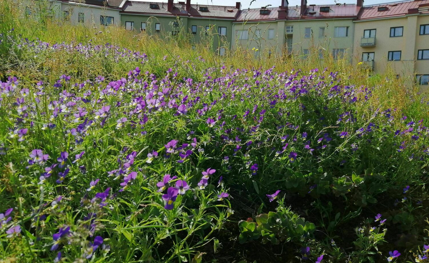 Landscaping of Kuusikallio (Mannerheimintie-Kuusitie-Pihlajatie) with respect to the area’s rocky nature and architecture