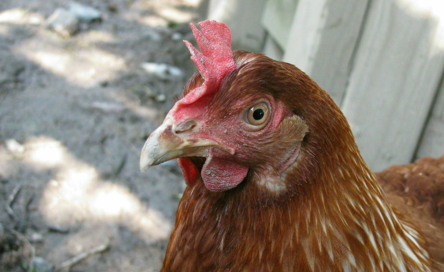 Kesäkanoja leikkipuisto Linnunrataan