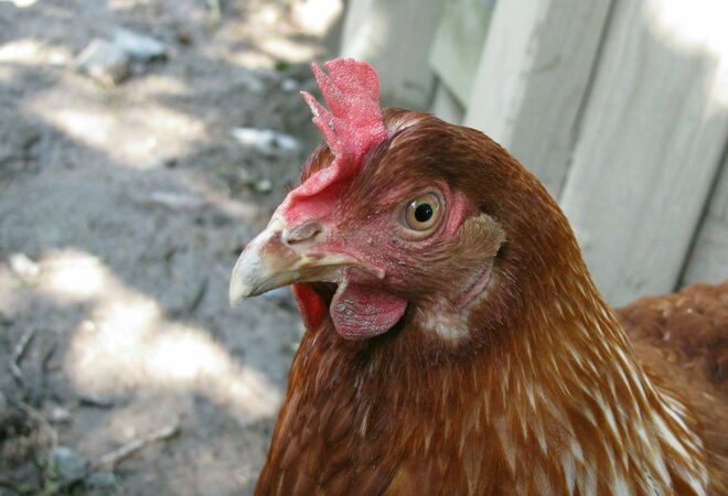 Kesäkanoja leikkipuisto Linnunrataan