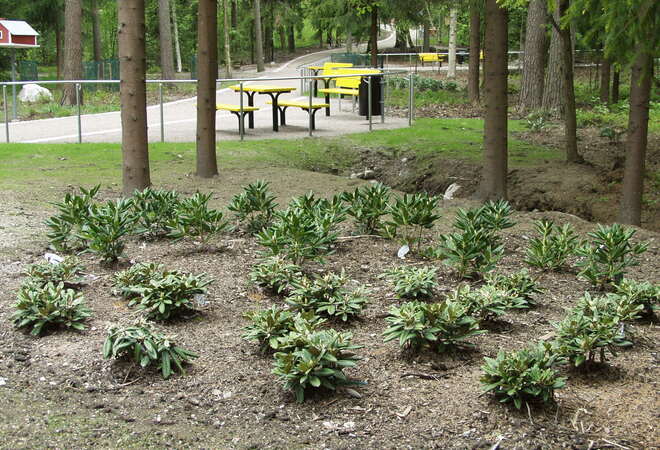 Plan image: Park route between Aironranta and Puikkari