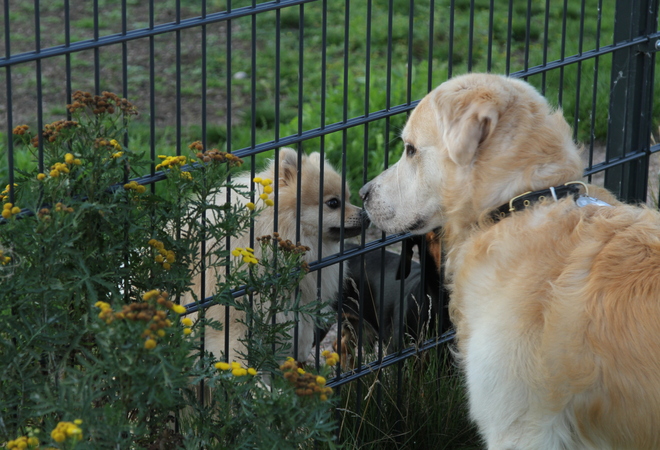 Plan image: Keskuspuisto dog park
