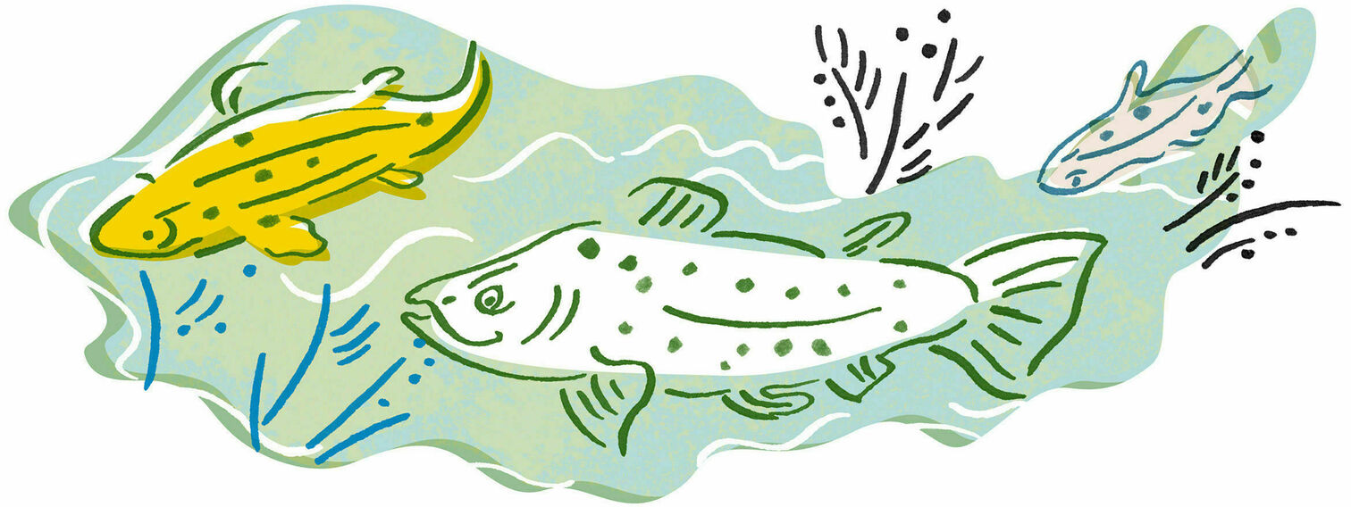 Broändan puron kunnostuksen suunnittelutyö