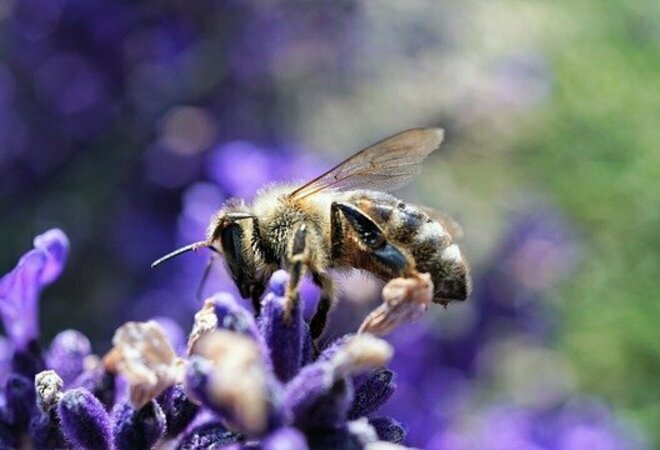 Niittämättömät pientareet