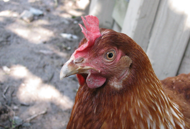 Kesäkanoja leikkipuisto Linnunrataan