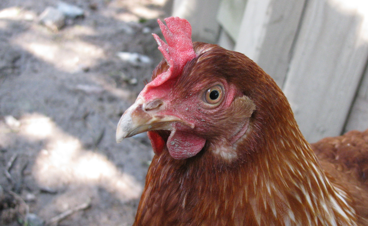 Kesäkana leikkipuisto Linnunradassa vuonna 2015