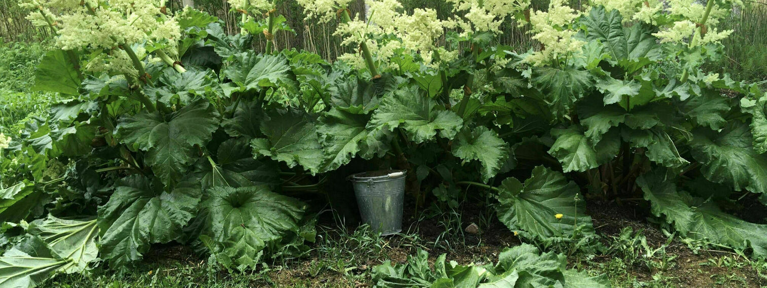 Edible plants to delight everyone