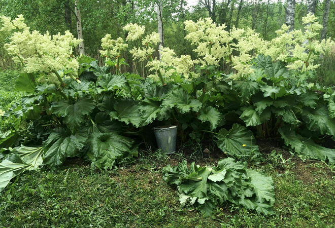 Ätbara planteringar till glädje för alla