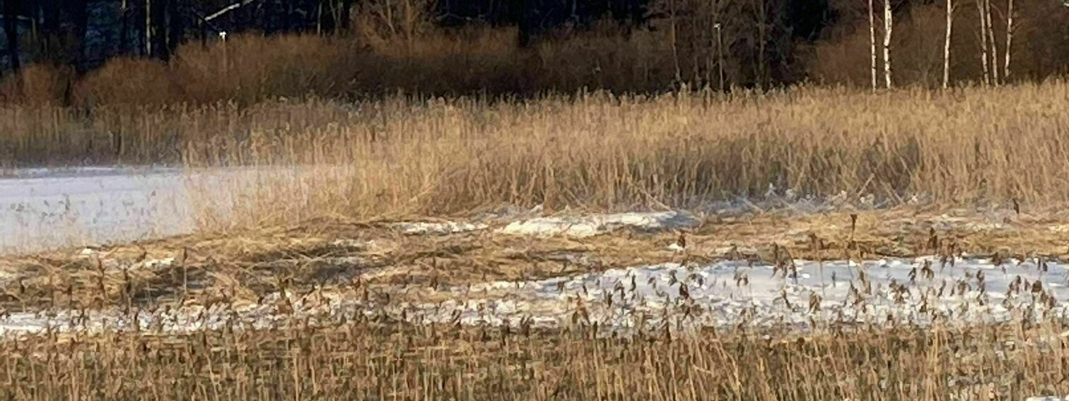 Vartiokylänlahden ruoppaus ja Broändan puro