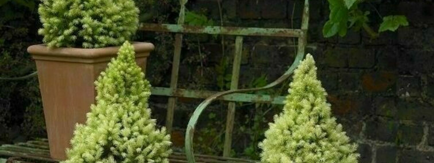 More coniferous plants for the whole city!