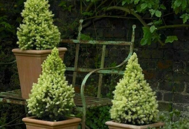 Fler barrväxter till hela staden!