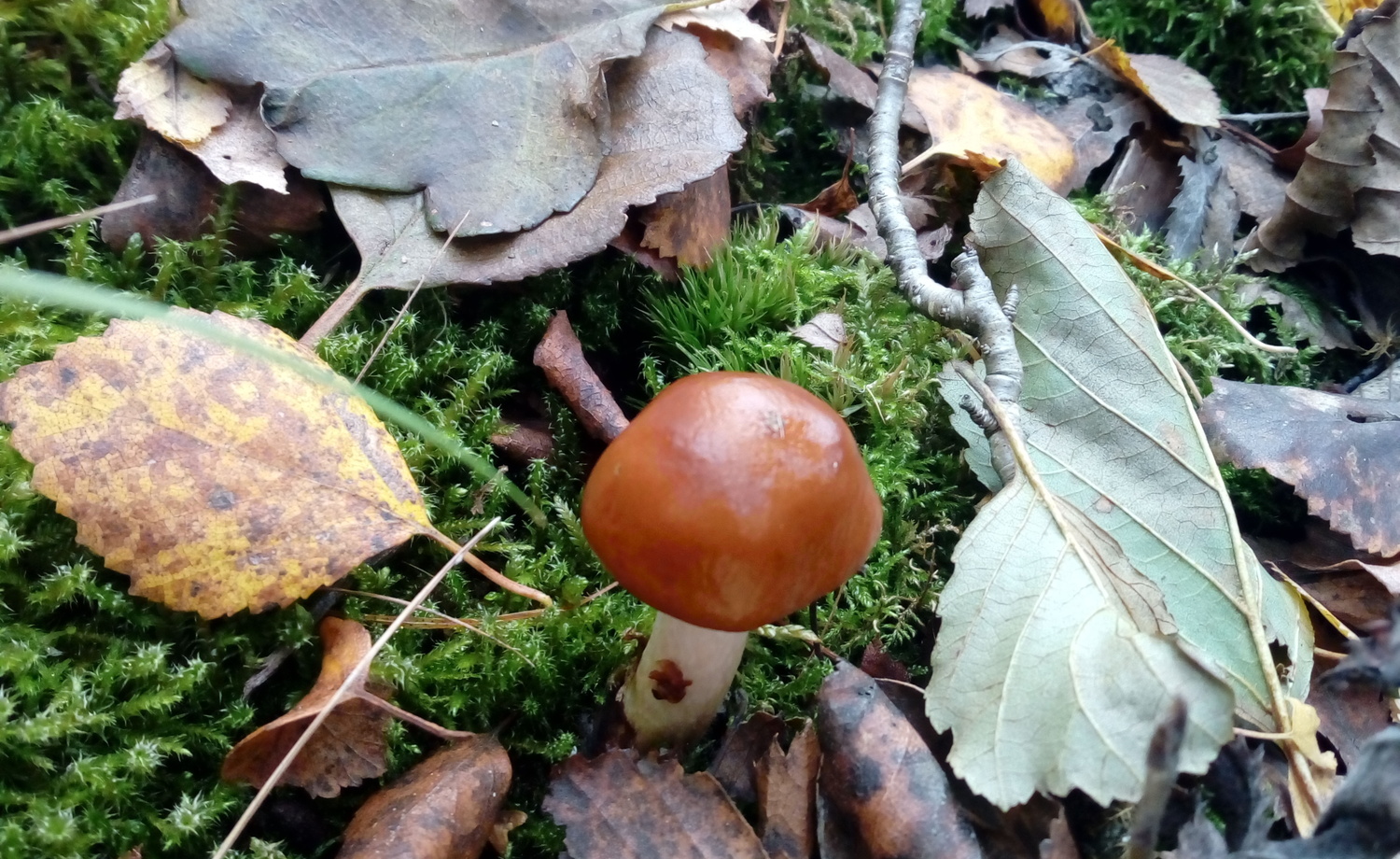 Esimerkki Arboretumista