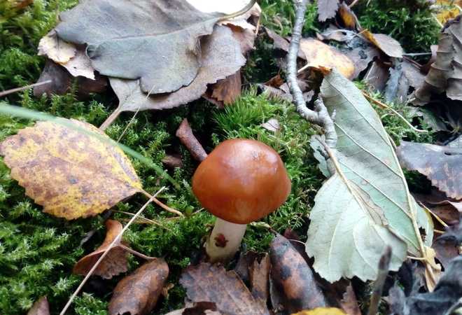 Moninaisia viheralueita