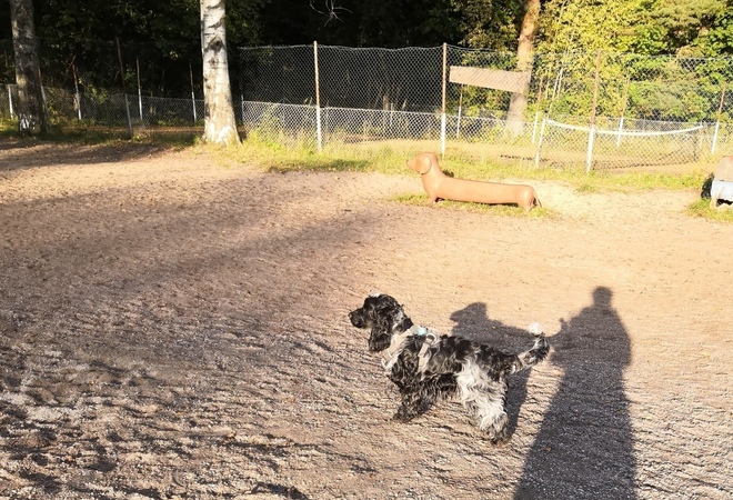 Koirapuistot kuntoon Pajamäen-Talin-Pitäjänmäen alueella