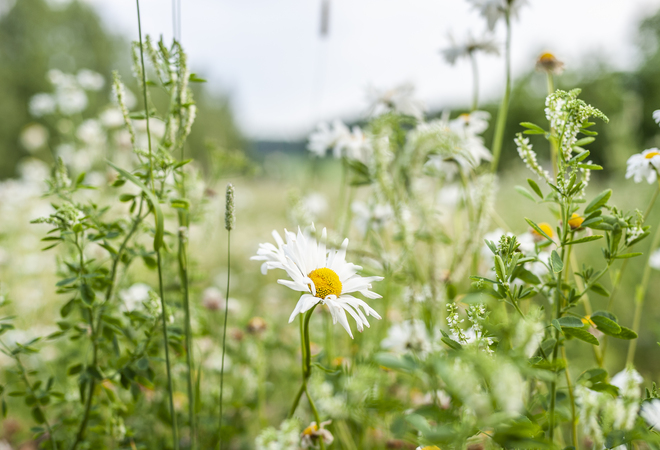 Plan image: Developing Helsinki’s meadows: Vartioharju meadows