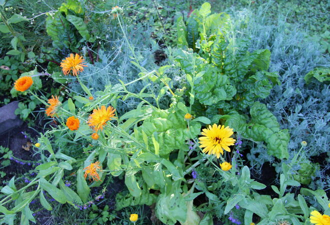 Mehiläistarhausta ja hunajantuotantoa Nummisuutarin viljelypalstojen lähellä