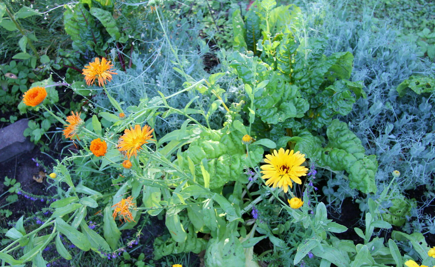 Mehiläistarhausta ja hunajantuotantoa Nummisuutarin viljelypalstojen lähellä