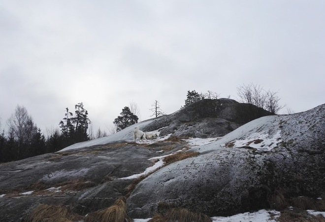 Valot Meilahden koirapuistoon