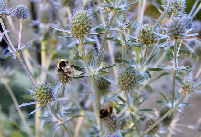 Pörriäiskasveja Helsinkiin