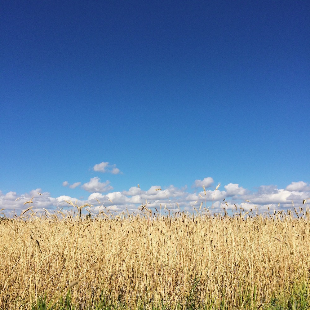 Kasvipohjaiset juomat vaihtoehdoksi päiväkoteihin ja kouluihin