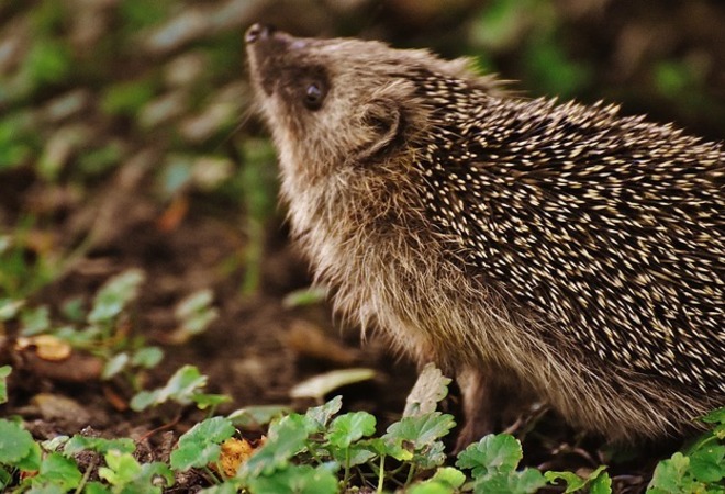 Kampanja luonnon eläinten arvostuksen lisäämiseksi 