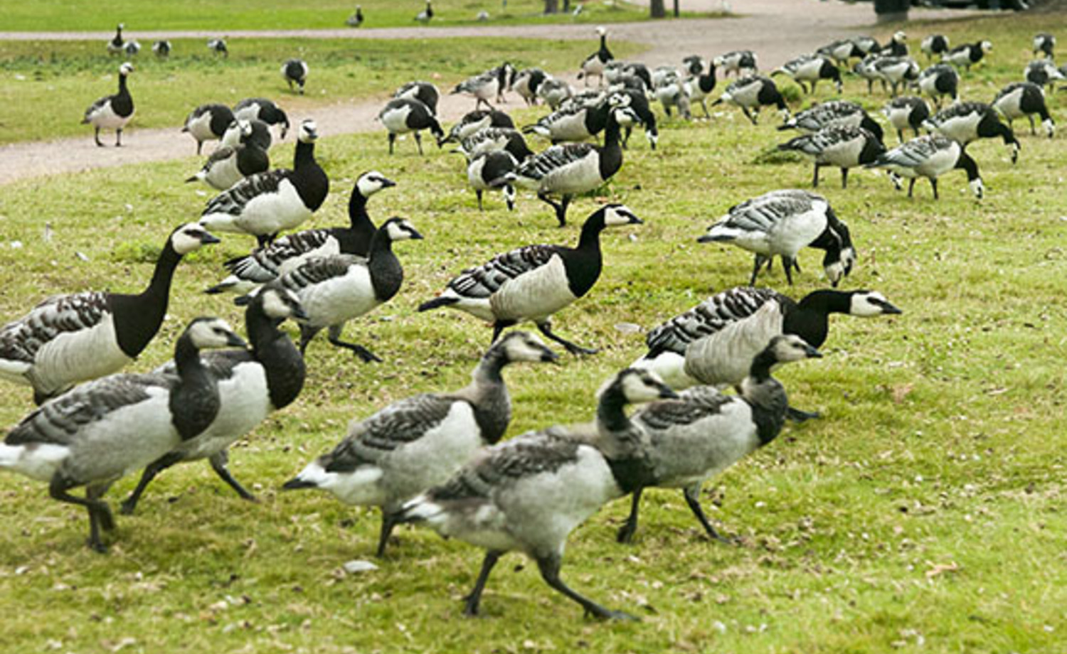 geese