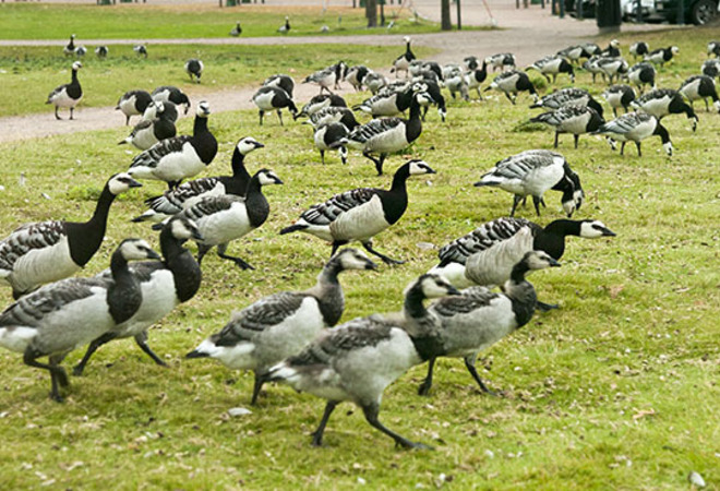 Cleaning of recreation areas where geese are nesting