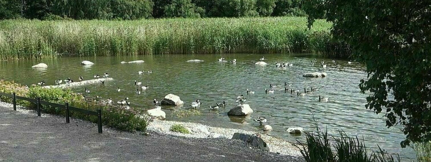 Kelluva saari ja luotoja valkoposkihanhille