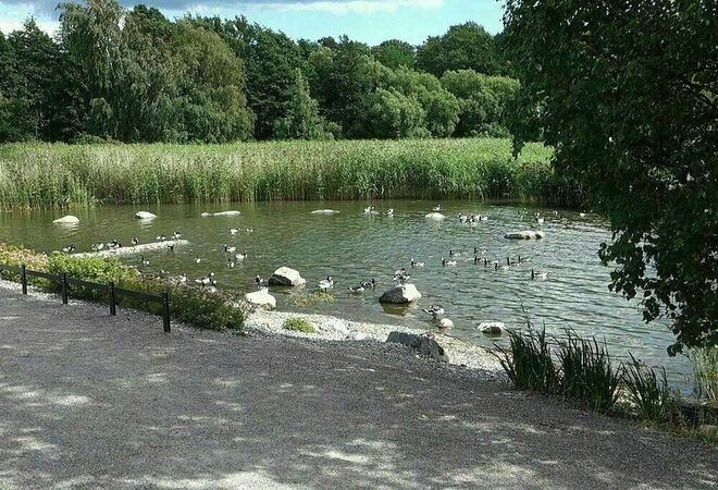 Kelluva saari ja luotoja valkoposkihanhille