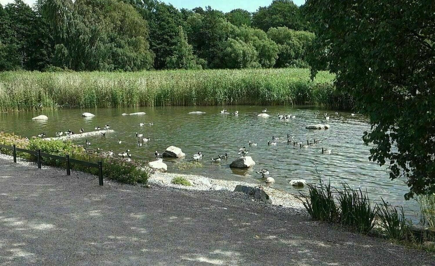 Kelluva saari ja luotoja valkoposkihanhille