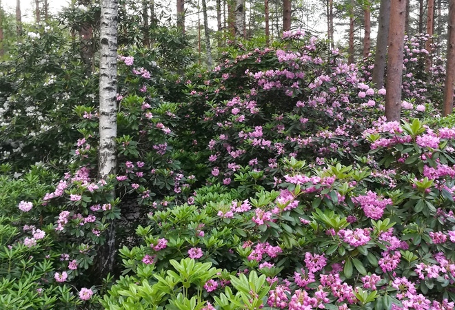 Koko kesän kukkiva kirsikkapuisto Tapuliin