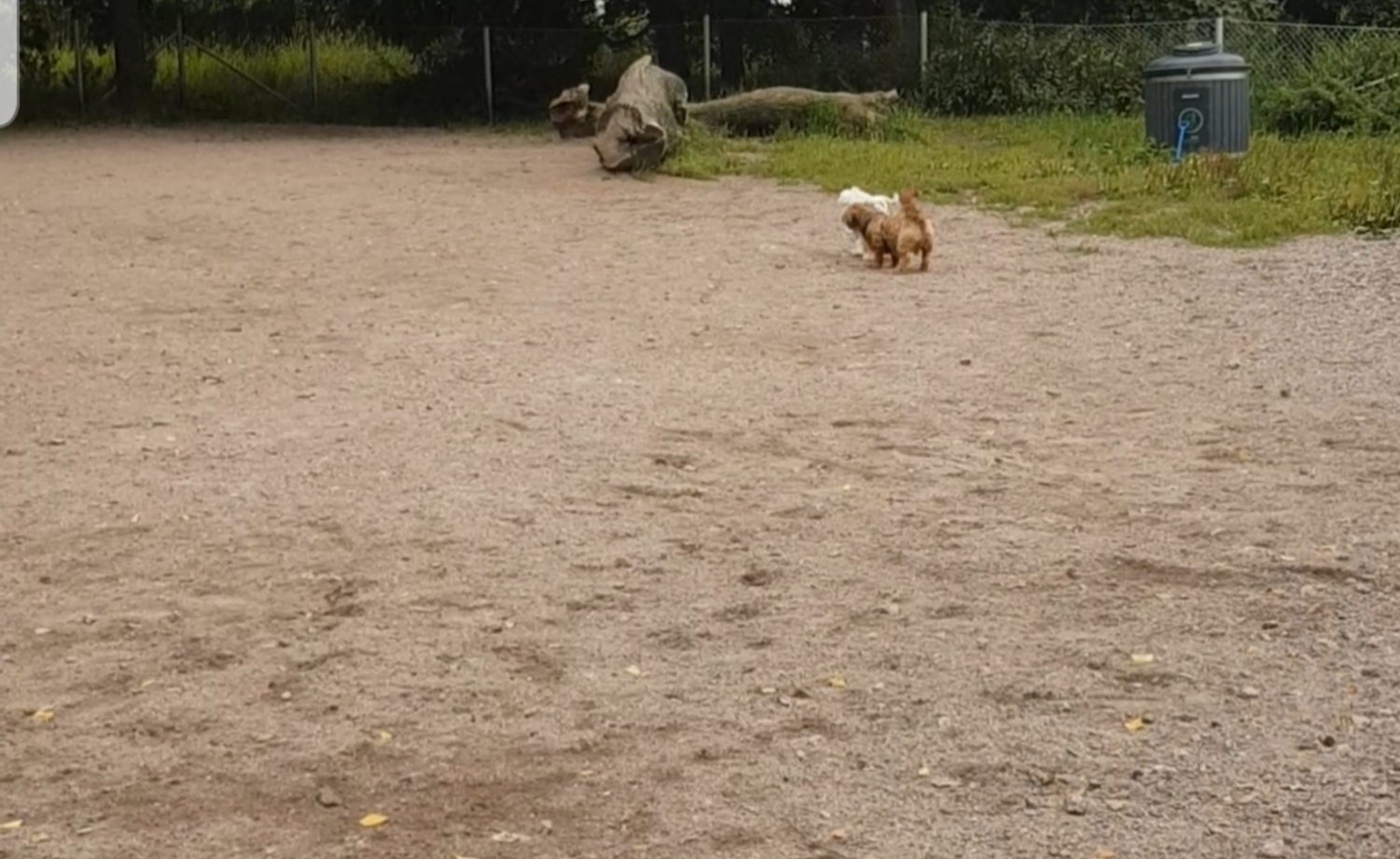 Taivallahden koirapuisto