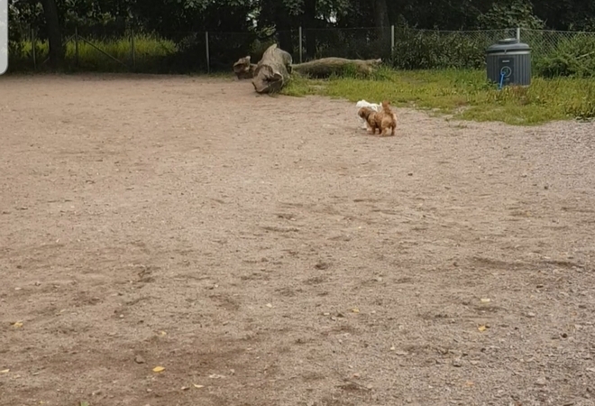 Koirapuisto (Etu-)Töölöön