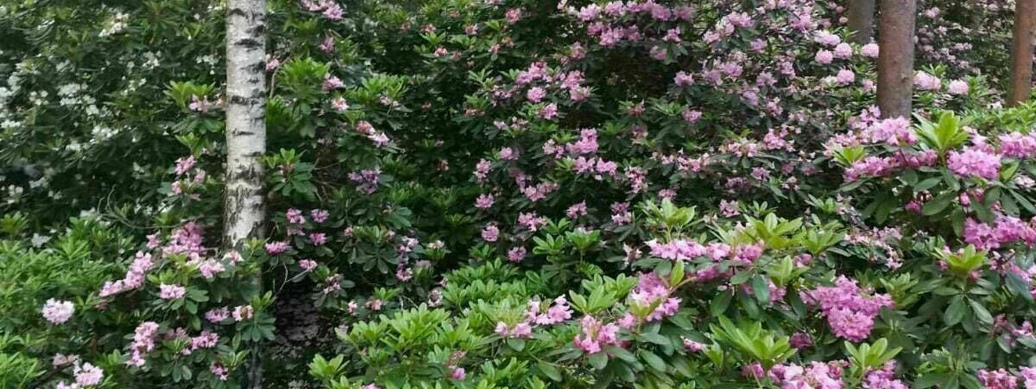 Viihtyisyyttä ja koko kesän kukkiva puisto Tapuliin!