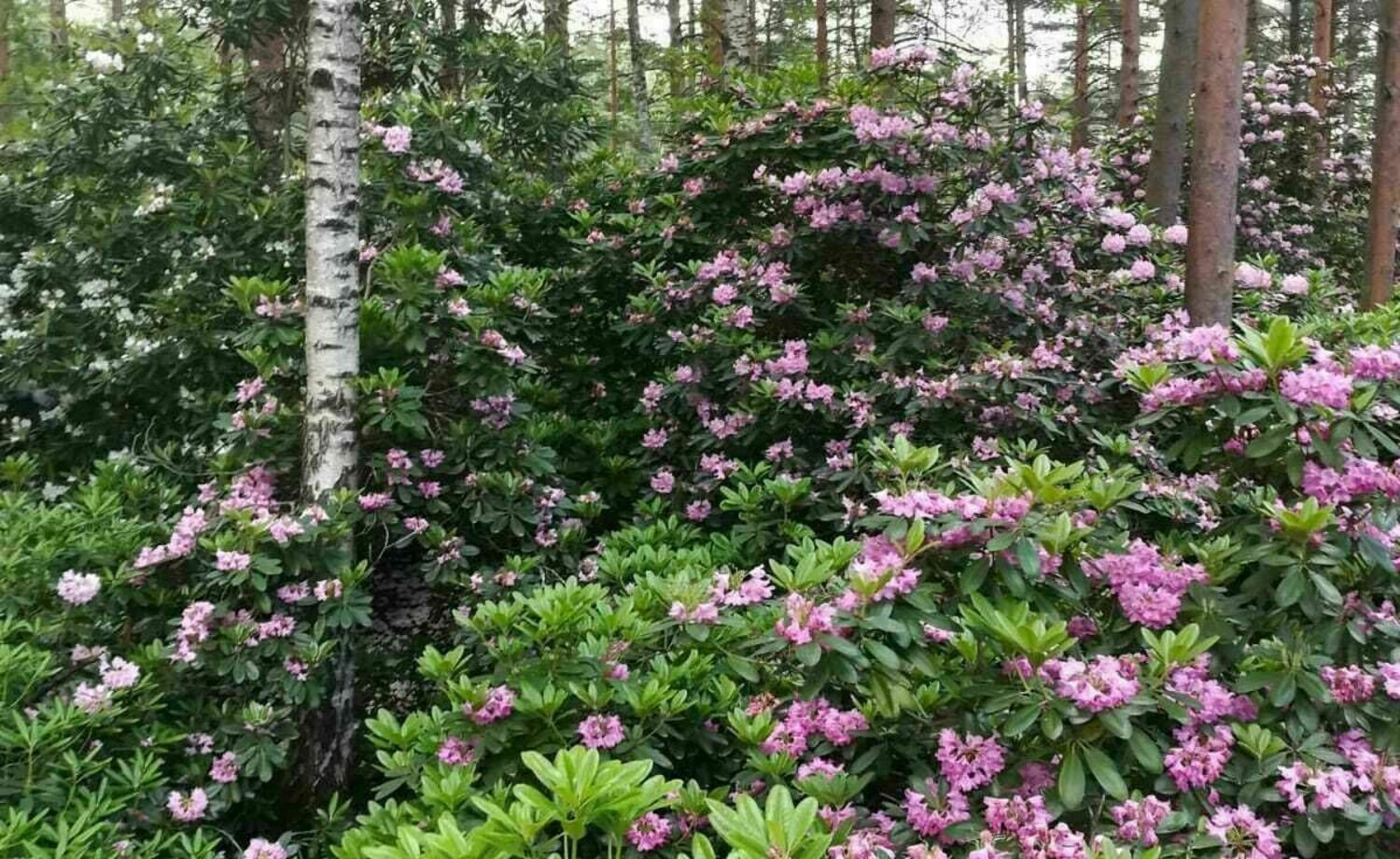 Viihtyisyyttä ja koko kesän kukkiva puisto Tapuliin!