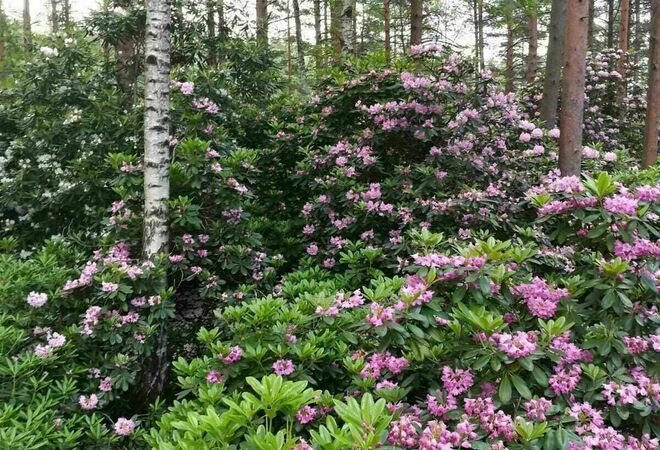 Viihtyisyyttä ja koko kesän kukkiva puisto Tapuliin!