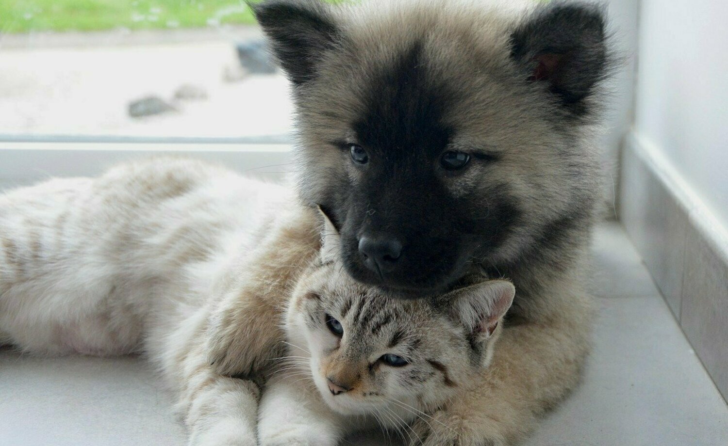 https://pixabay.com/photos/dog-cat-complicity-hug-2904616/