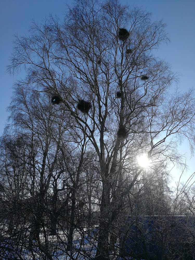 Puita, kukkia ja lisää leikkitelineitä koulujen pihoille 