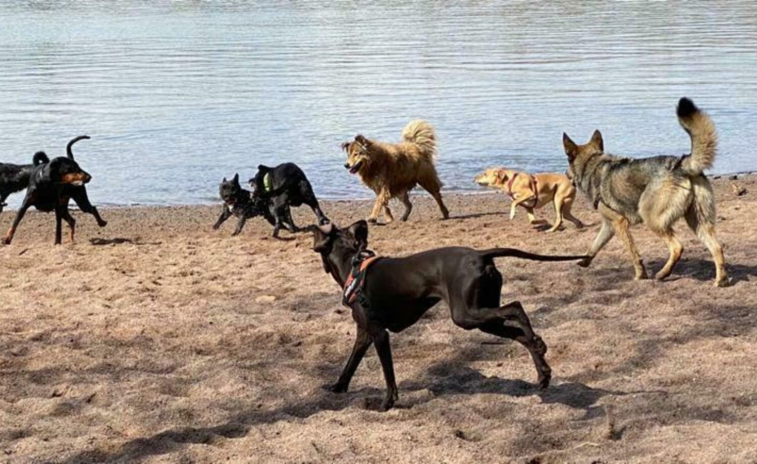 Rajasaaressa koirien on helppo temmeltää