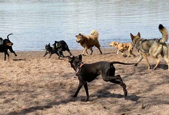 Rajasaaren koirapuisto turvalliseksi liikkua